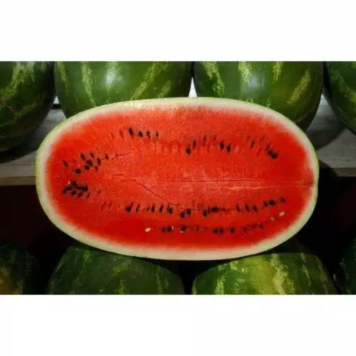 Sale Terlaris 4 Biji - Benih Semangka Merah Long Dragon Semangka Besar Panjang - Bibit Buah Buahan
