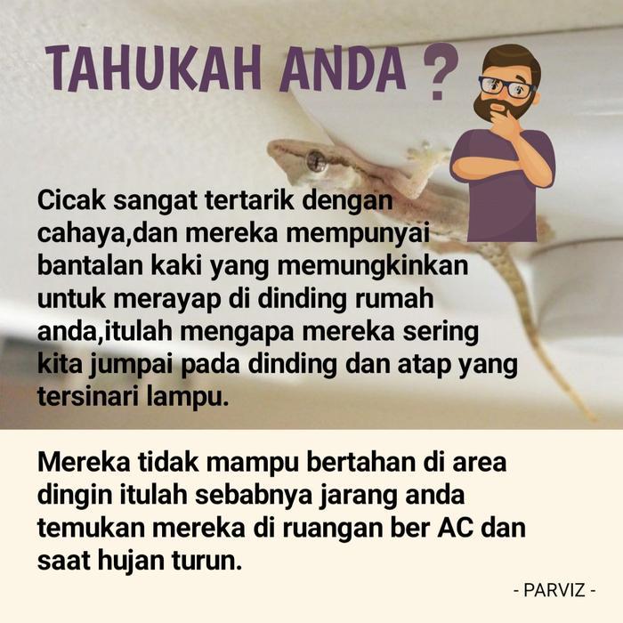 Promo Spray Anti Cicak, Racun Cicak Alami Parviz Original