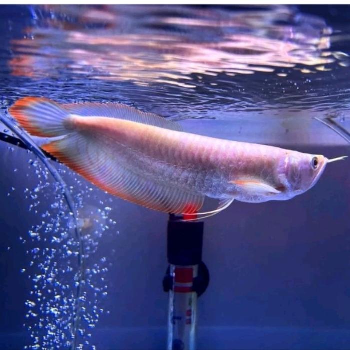 arwana silver red serat merah orginal size 15-17cm