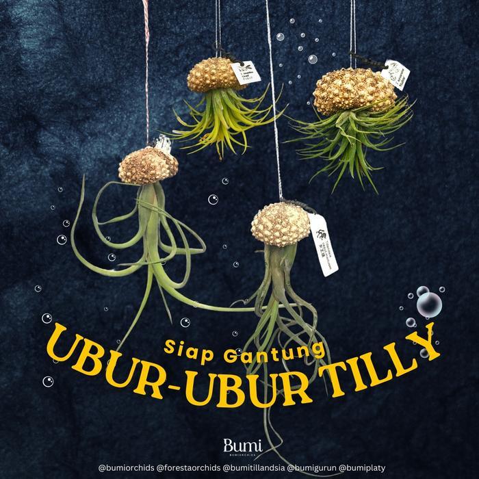 Ubur-Ubur Tillandsia Siap Gantung / Kerang Sea urchins / Landak Laut / Bulu Babi Tilly - BUMI Air