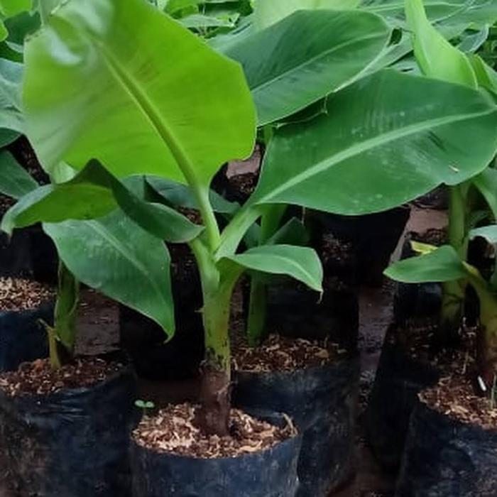 Bibit Tanaman Buah Pisang Giant Cavendish - Beli 3 gratis 1 Terbaik