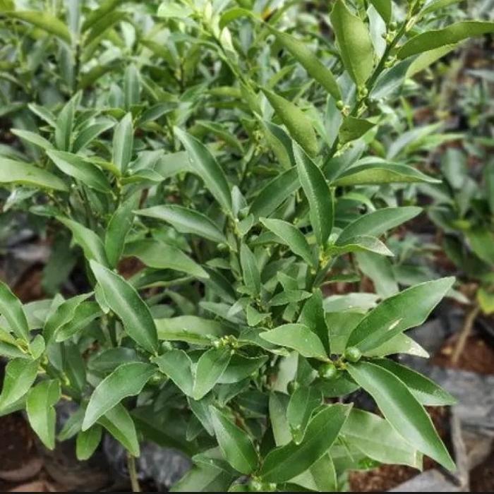 BIBIT JERUK NAGAMI BERBUAH / JERUK KIMKIT ASLI HASIL OKULASI