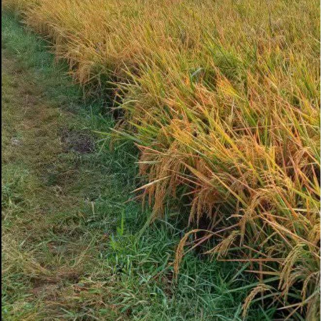 TERLARIS  1 KG BIBIT BENIH PADI INPARI 32 JUMBO benih unggul cepat panen Selamat Berbelanja