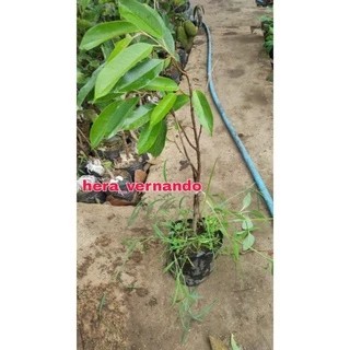 Bibit Durian Monthong Kaki 3 Super okulasi Cepat Berbuah