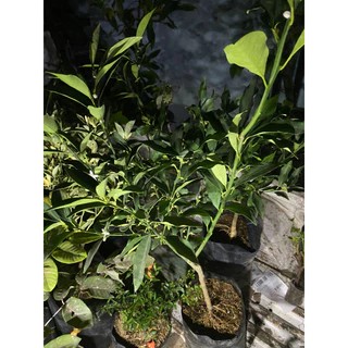 Jeruk kimkit kondisi berbuah