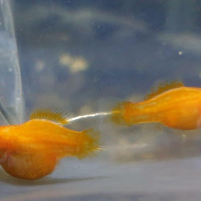 Molly Sunkist / Moly Sunkist / Moly