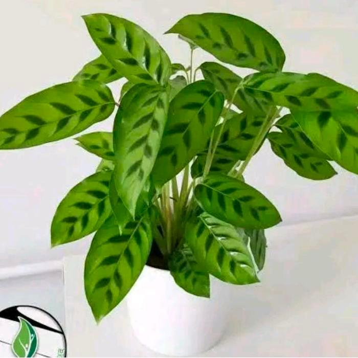 Serasiinspace Murah Paket Hemat 10 Jenis Tanaman Hias Calathea - Tanaman Hias Calathea - Tanaman