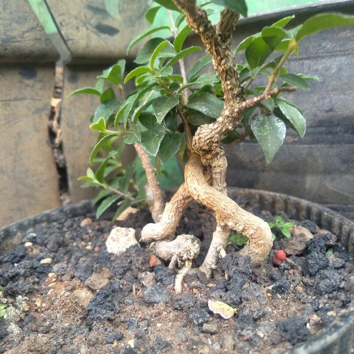 Bahan Bonsai Pohon Sakura Jepang Real