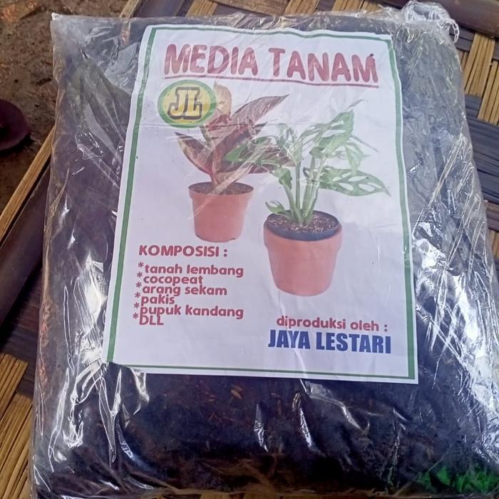 MEDIA TANAM AGLONEMA SIAP PAKAI