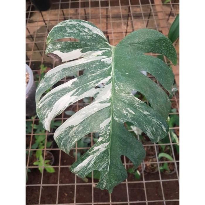Tunas monstera varigata white tiger - bibit bonggol monstera varigata