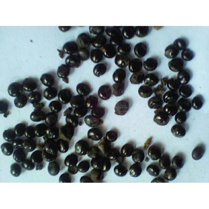 BIBIT/BENIH GINSENG MERAH KOREA ASLI