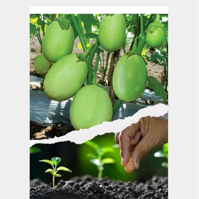 "New" 250 BUTIR BENIH TERONG LALAP BULAT PONDOH BESAR