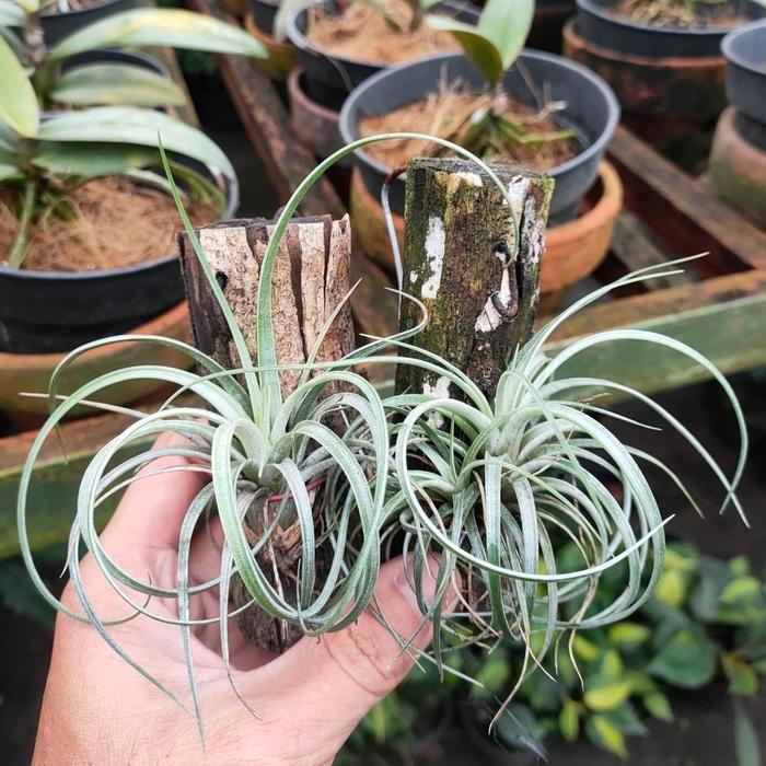 Paket isi 2 Tanaman Tillandsia utriculata murah