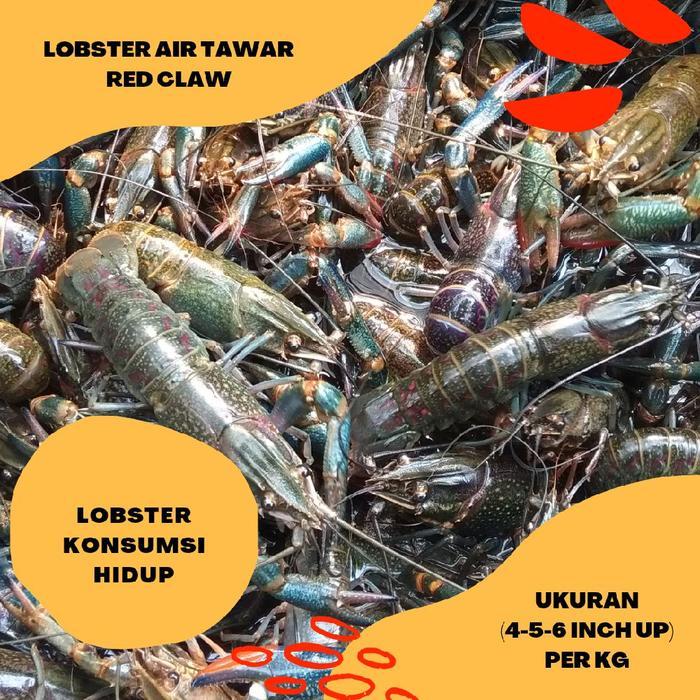 Lobster Air Tawar Hidup Khusus Untuk Konsumsi Isi 1 Kg