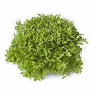 Green Crispy Lettuce Hidroponik