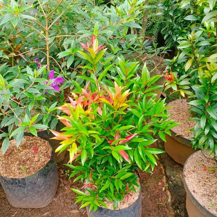 Stok Baru pucuk merah 50cm tanaman/pucuk merah rimbun