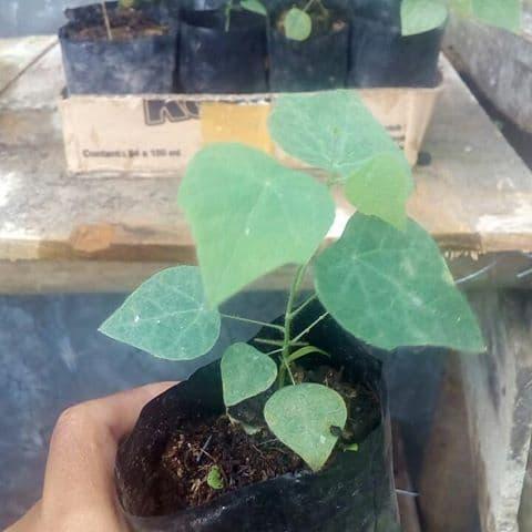 "New" Bibit Daun Cincau Bulu Cincau Rambat Cincau Hijau Bibit Cincau