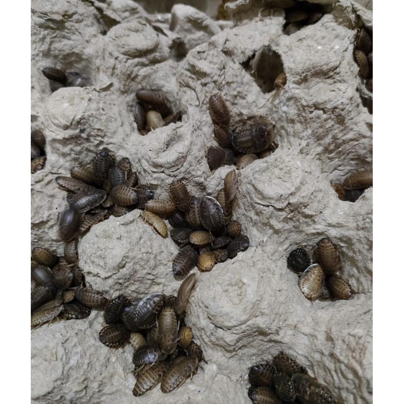 KECOA DUBIA 1,5-1.8cm pakan ikan burung reptil arowana arwana Channa oscar louhan dll (50 ekor)