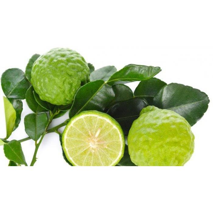 TANAMAN JERUK PURUT RIMBUN