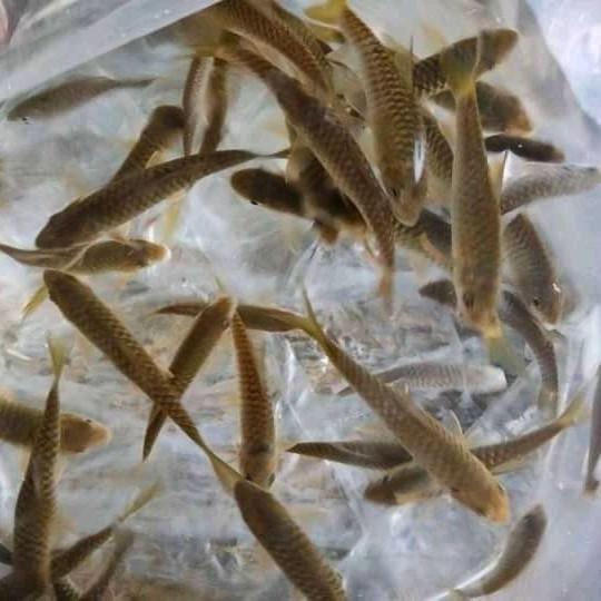 ikan dewa,masher,graskap sz 6-8cm