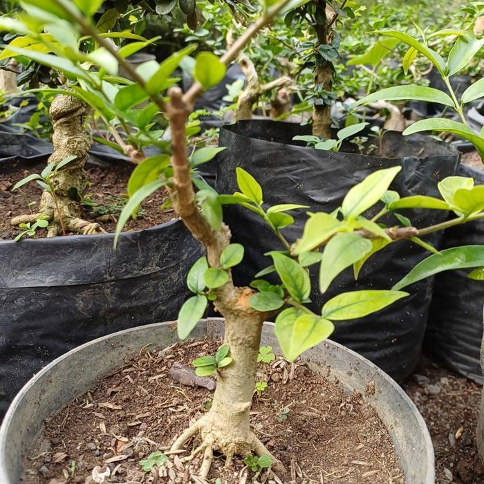 bahan bonsai anting putri