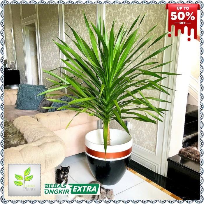 tanaman hias pandan bali 1 meter - pandan bali 1 meter