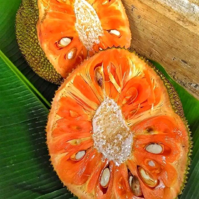 Bibit Nangka Merah Madu Jumbo Kualitas Premium Ketinggian Sekitar 60cm Tanaman Buah Segar