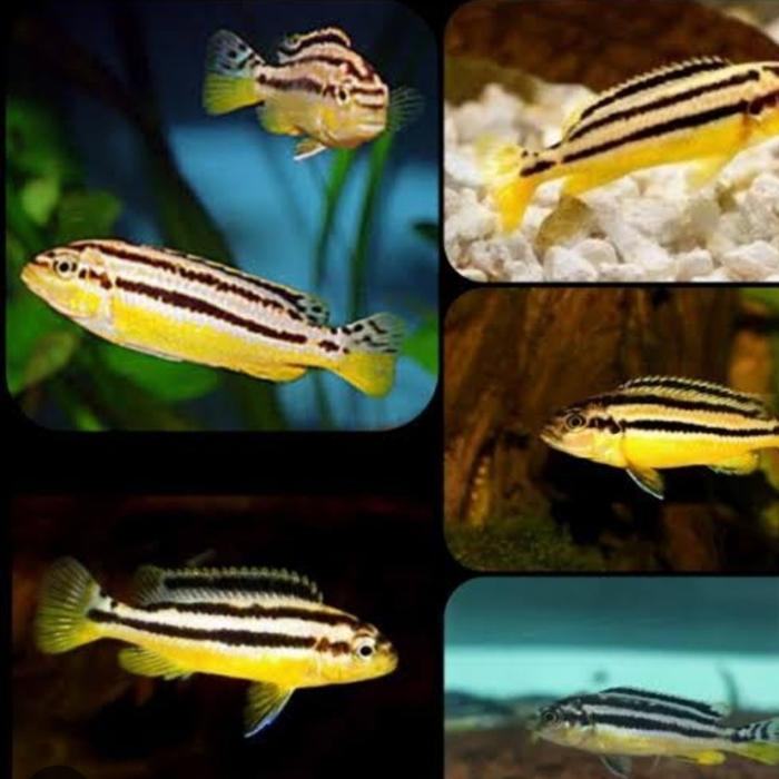 cyclid niasa hiasan aquarium