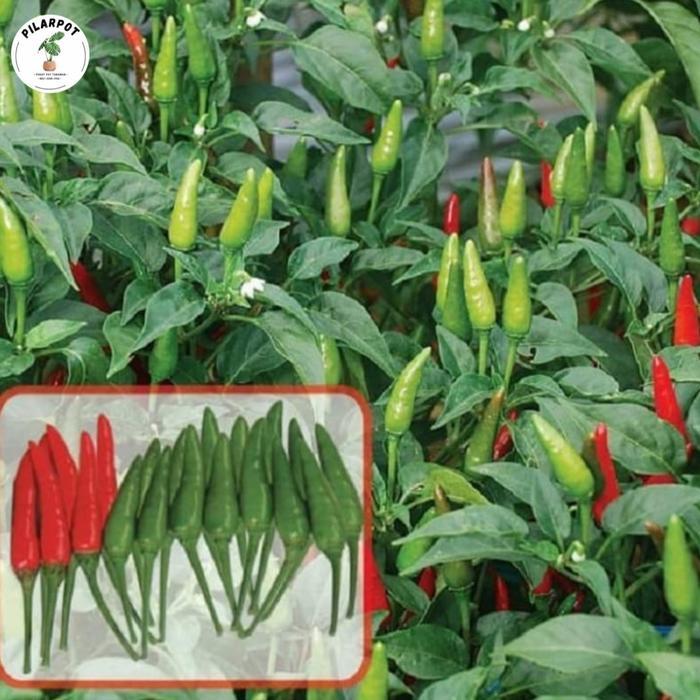 benih bibit cabai rawit pelita f1 cap panah merah - CABAI PELITA F1 Gratis Ongkir