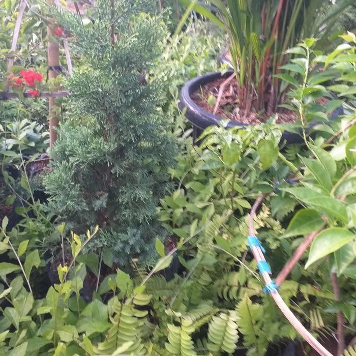 Tanaman Hias Cemara Lilin 1 Meter