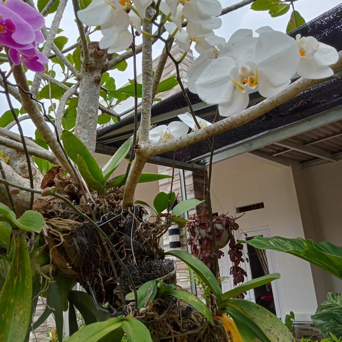 pohon anggrek bulan berbunga 4 pohon