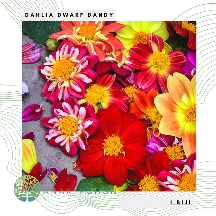 Growterra Farm BUNGA DAHLIA DWARF DANDY FLOWER SEEDS - IMPORT