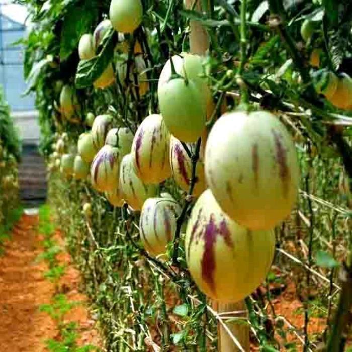 GARDEN" 20 BUTIR BENIH MELON PEPINO KUNING MELON MINI
