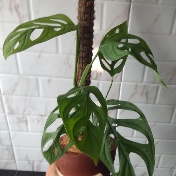 TERLARIS TANAMAN JANDA BOLONG+POT+TURUS