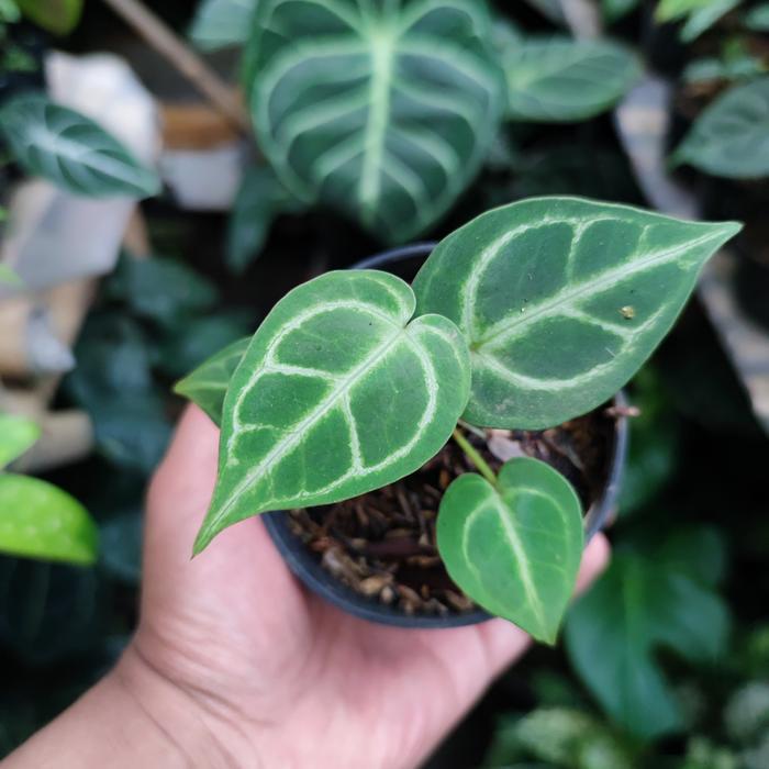 Anthurium Regale X Anthurium Dorayaki Terjamin