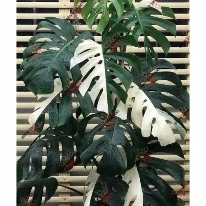 bonggol monstera varigata bertunas Original