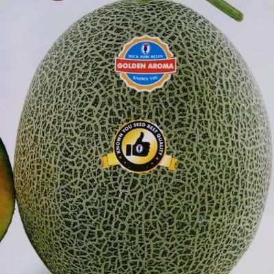 Known You Benih Bibit Melon F1 Golden Aroma Tipe Rock Hami Bulat Tinggi Daging Jingga Brix 14-16