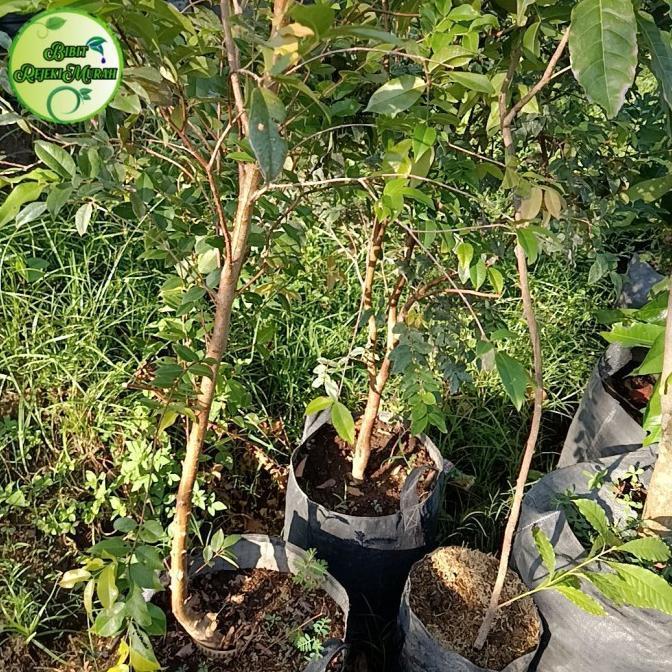 Anggur Pohon Brazil Preco Batang Besar Anggur Preco Asli