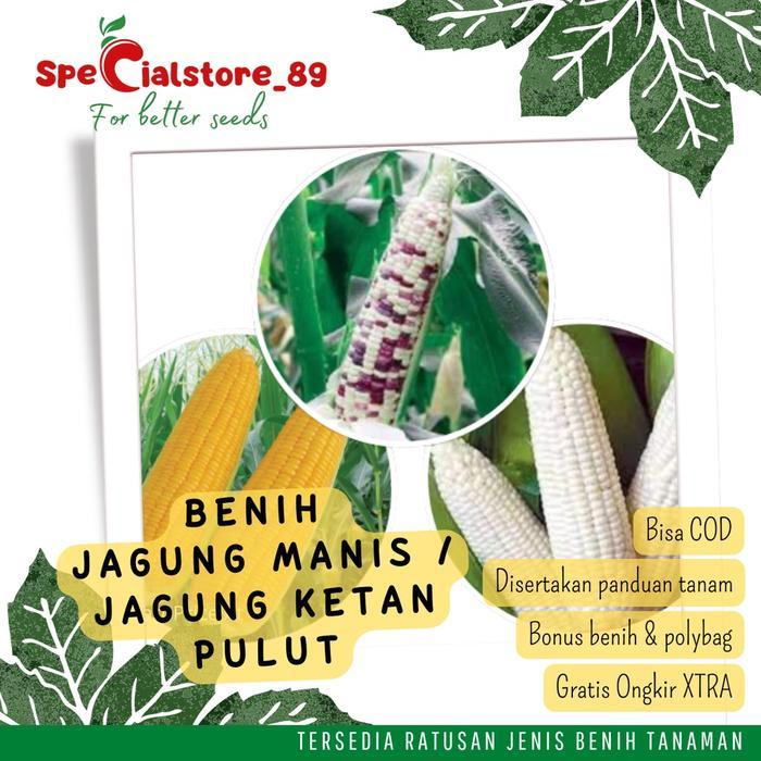 Benih Jagung Manis Ketan Putih Pulut Warna Warni Bibit Tanaman