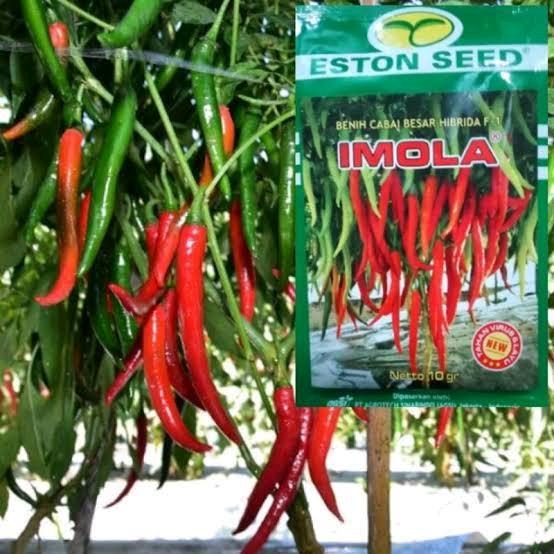 Reepack 100 Biji Cabe New Imola Benih Cabe Besar