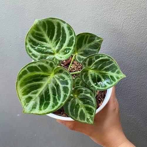 Tanaman Hias Anthurium Dorayaki Tanaman Indoor Anturium Dorayaki Dewasa Siap Tampil