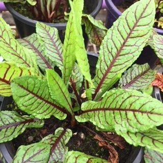 "New" Benih-Bibit Sorrel Red Veined (Haira Seed)
