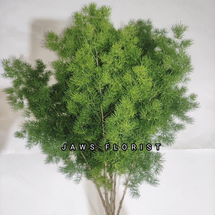 Daun Asparagus Bintang Fresh