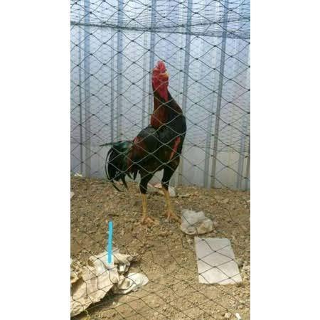 Promo Jaring Pagar Ayam Ukuran 1.5M X 100Meter Lubang 4Inc Termurah