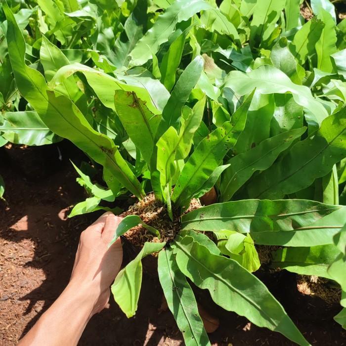 tanaman kadaka sarang burung - tanaman dinding - taman vertikal - pohon hias tempel - bunga hidup