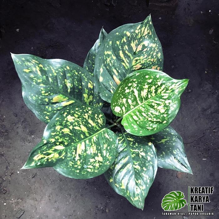 Stok Baru Tanaman hias aglonema ruby chiangmay - Aglonema ruby chiang mai