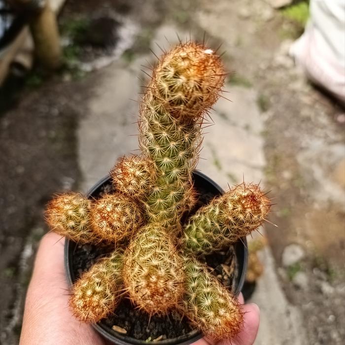 TERMURAH kaktus elongata duri merah marun cluster KAKTUS SUKULENT TAAN S READY STOCK