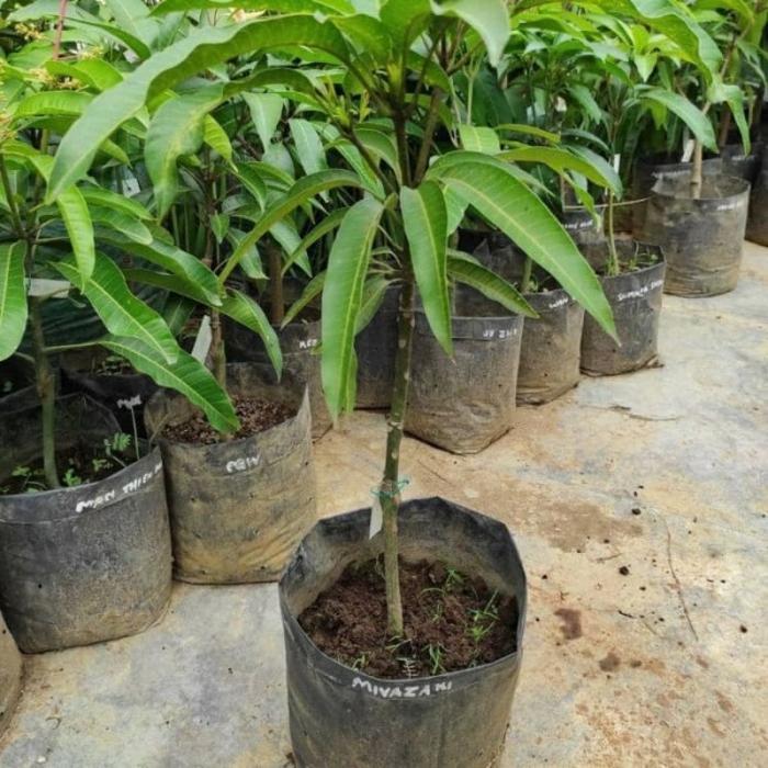 BIBIT TANAMAN MANGGA MIYAZAKI ORIGINAL
