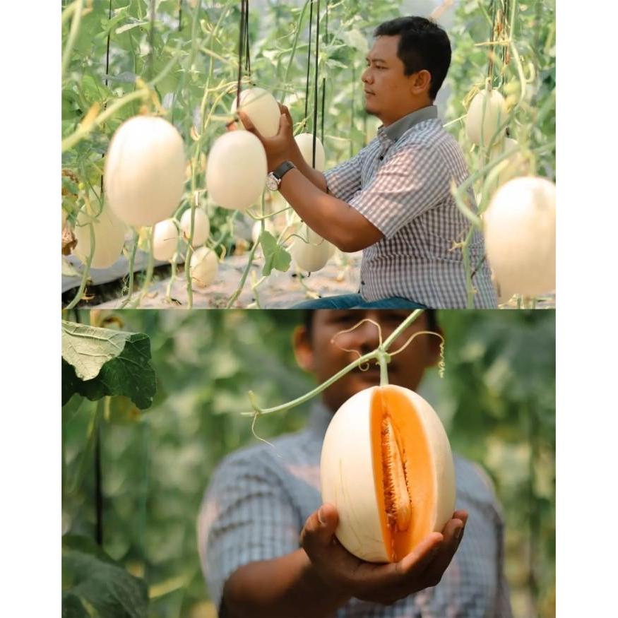 Serasiinspace Benih Melon Kirani Cantaloupe F1 Eksklusif Tunas Agro Isi 10 Gram