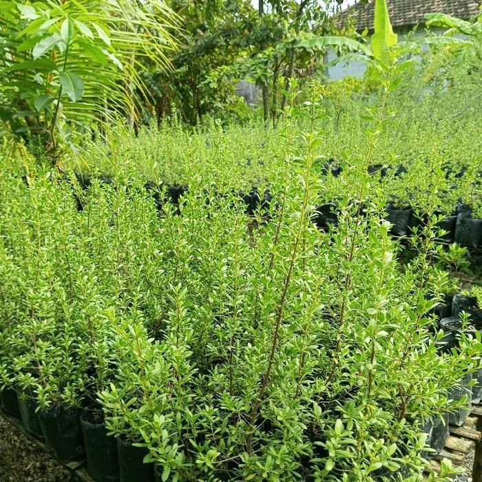 santigi hasil semai biji/santigi karang/bahan santigi